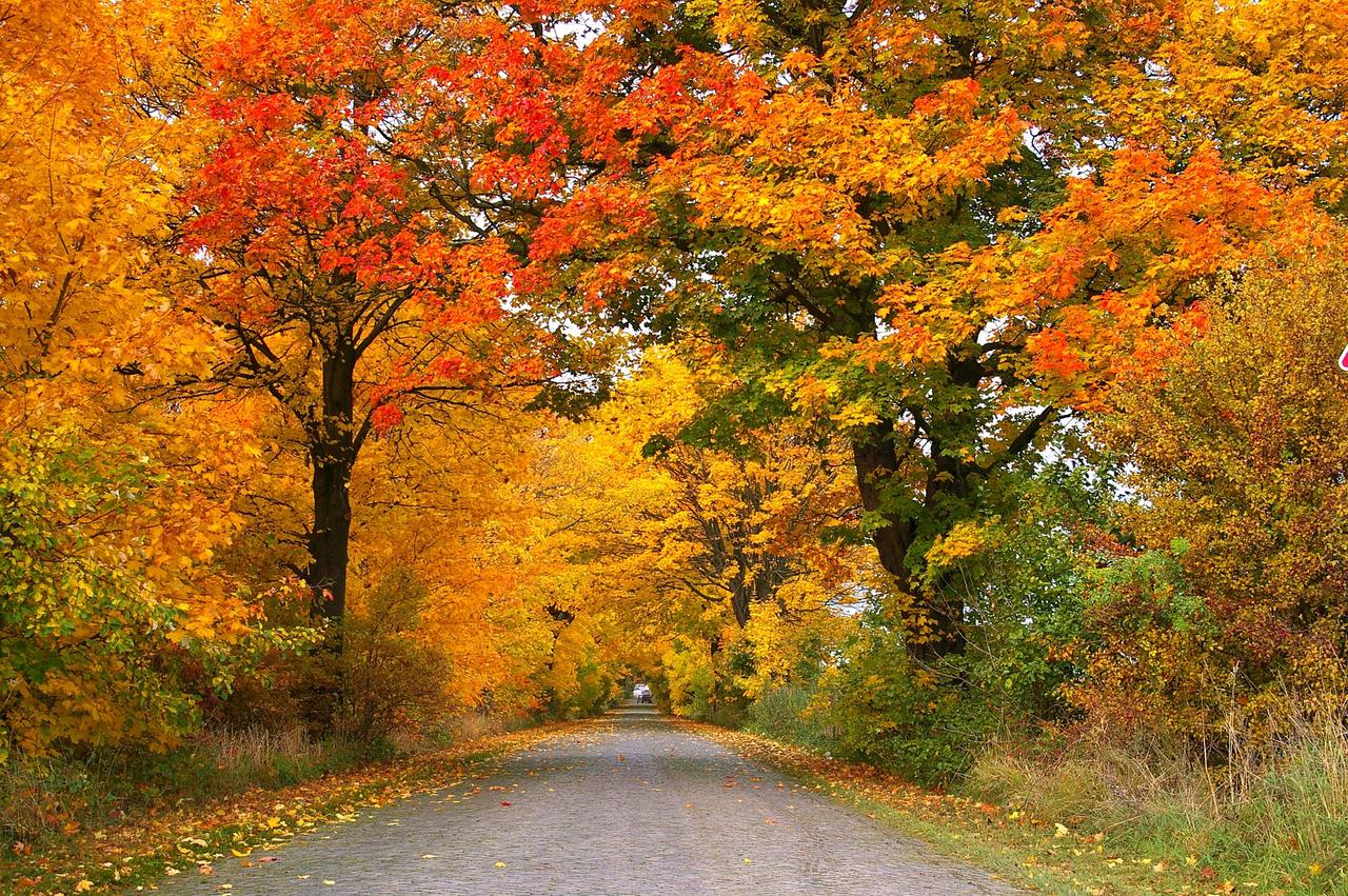 une-carte-des-for-ts-les-plus-color-es-et-envo-tantes-de-france-en-automne